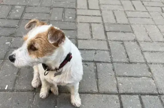 Пропала собака на Торговой площади, нужна помощь!