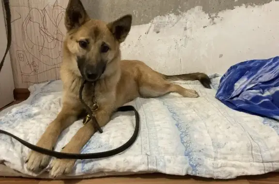 Найдена рыжая собака на улице Юрия Ванькова, Гамово
