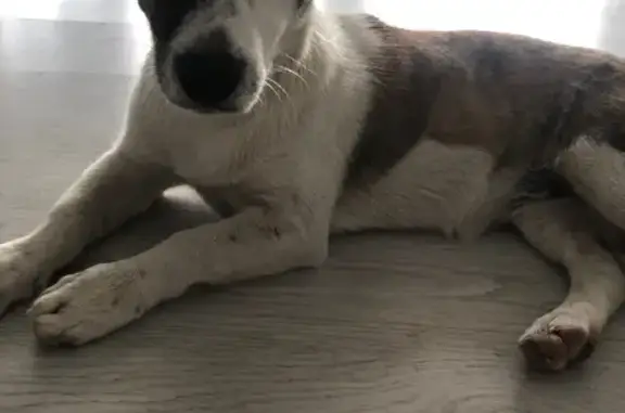 Собака найдена в Тамани, Краснодарский край.