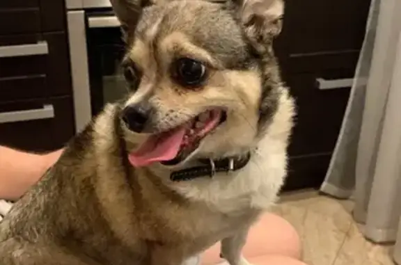 Найденные животные Москва, фото: Найдена собака в Гурьевском проезде, Москва