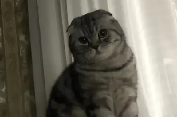 Кошки потеряшки, Тольятти, фото: Потеряшка кошка Томас на ул. Горького, 35