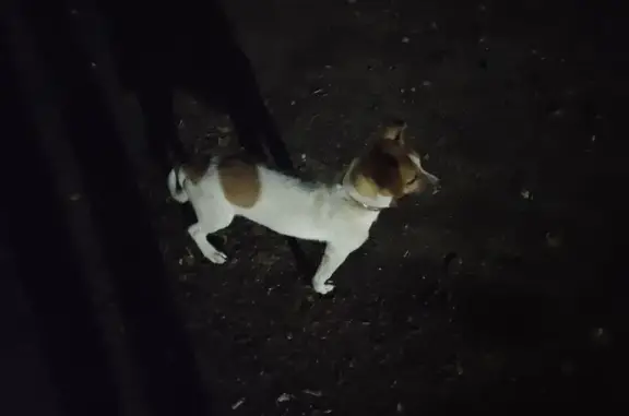 Найден пёс породы джек рассел терьер на Советской улице 119