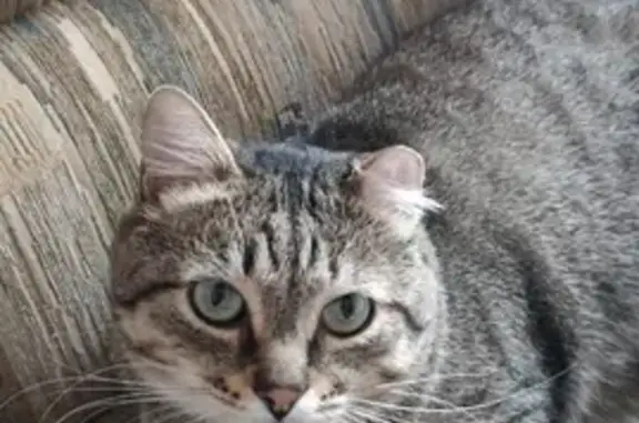 Пропала кошка с поврежденным ухом в Братске, Снежная ул. 12