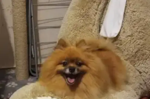 Собаки потеряшки, Калининград, фото: Потеряшка собака Шпиц на Ленинградской, Калининград