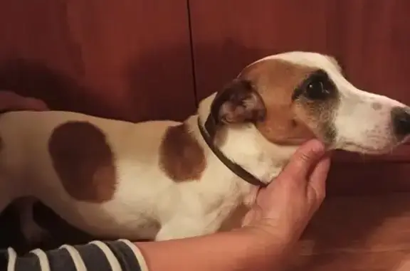 Найдена собака, Пенза, фото: Найдена собака возле Памятника Победы в Пензе.