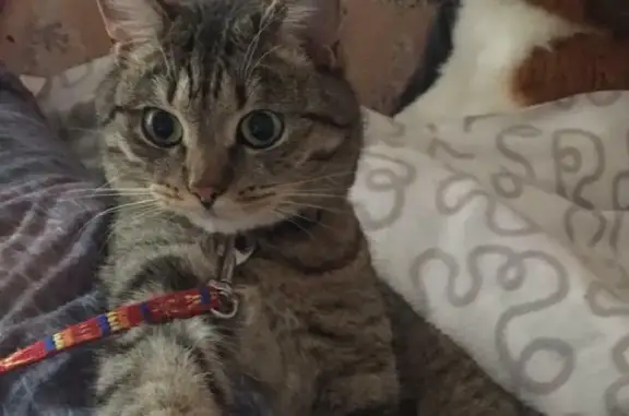 Пропала кошка с фиолетовым ошейником в Московской области