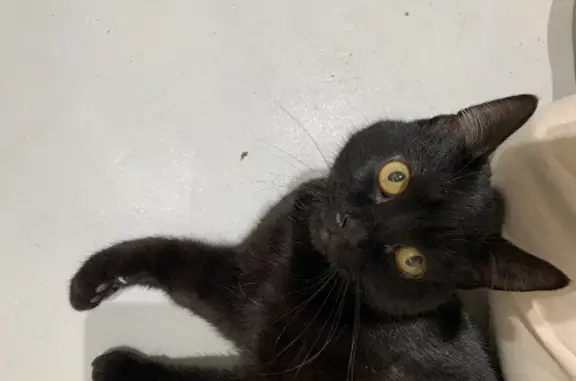 Найден домашний черный кот на улице Юннатов, 7
