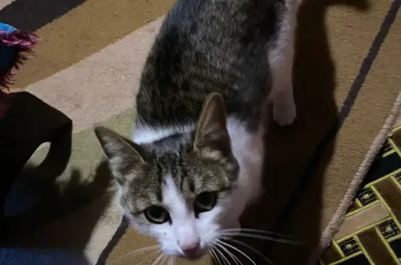 Найдена кошка на ул. Лесная, Ухта