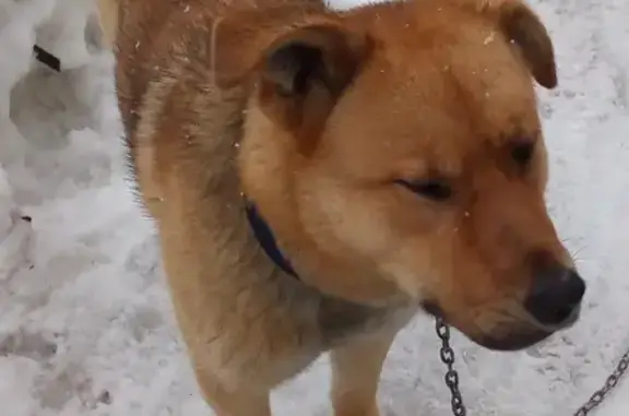 Пропала собака с ошейником на ул. Парижской Коммуны, 18, Соликамск