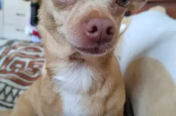 Собаки потеряшки, Москва, фото: Потеряшка собака Милка на Беловежской улице, Москва