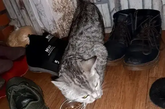 Найдена кошка на Поленова, 1 в Новосибирске