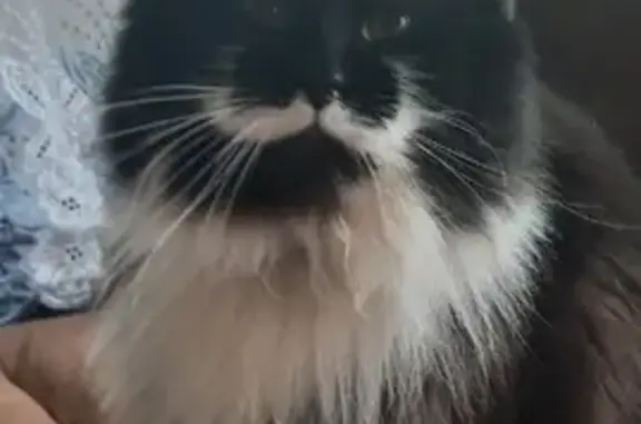 Кошки потеряшки, Москва, фото: Потеряшка кошка с Орехово-Зуевского проезда, 14.