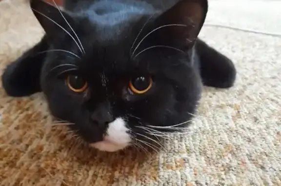 Кошки потеряшки, Городна, фото: Потеряшка кошка Кот на Центральной улице, Городна