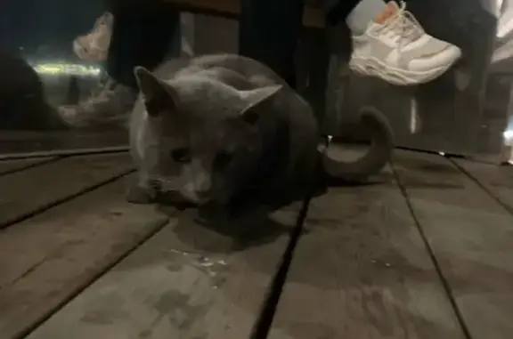 Пропавшая кошка найдена на улице Заломова, 2