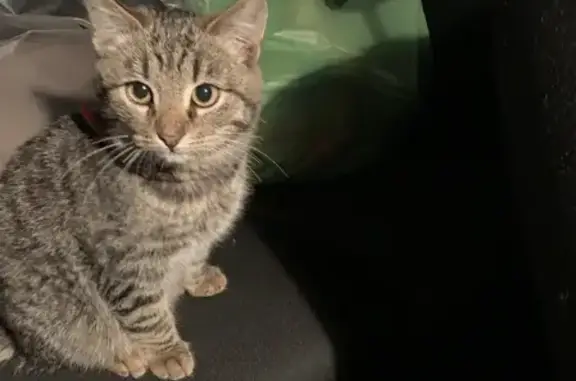 Найдена кошка Мальчик на ул. Ленина, 12А