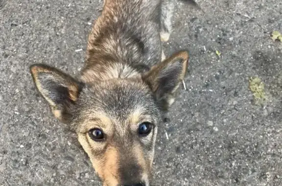 Найдена ласковая собака на Трактовой, 13, Чита