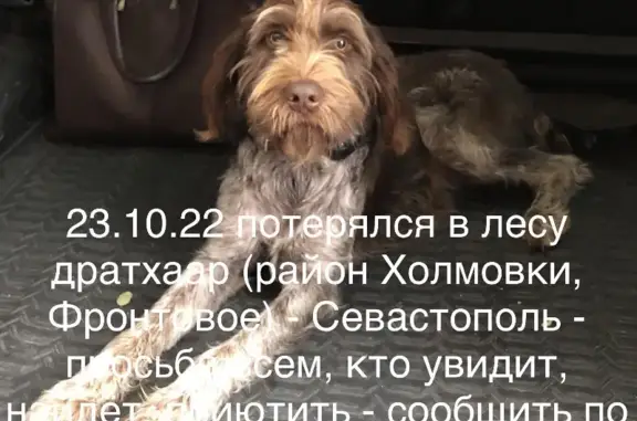 Пропала собака Дратхаар в лесу Красномакского поселения