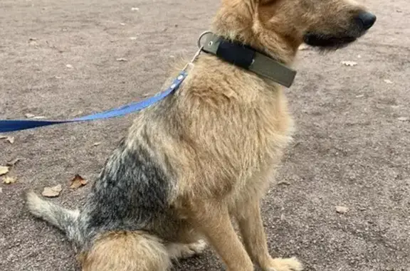 Собаки потеряшки, Санкт-Петербург, фото: Потеряшка собака на Литейном проспекте, СПб