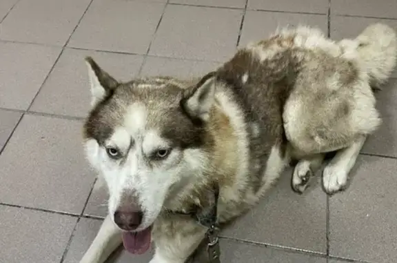 Собака Хаски найдена в Мирнинском поселении.