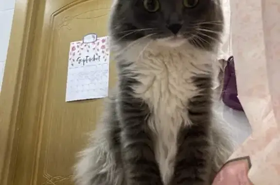 Кошки потеряшки, Москва, фото: Потеряшка кошка Ари на ул. Маршала Неделина, Москва