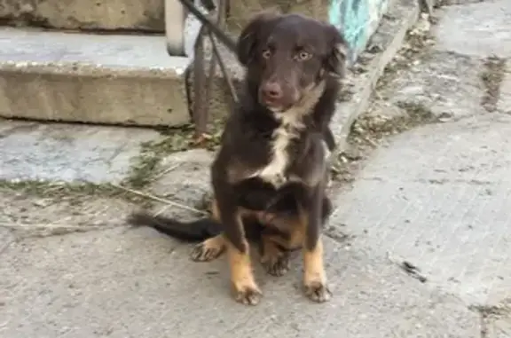 Найден щенок на Угданской улице, 16А, Чита