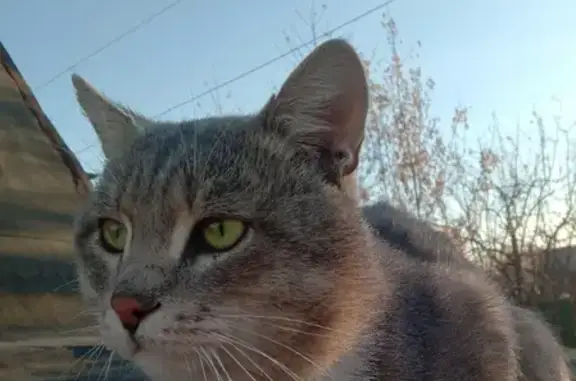 Кот с зелеными глазами на Кузнечной улице