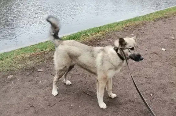 Найдена собака на Патриаршем пруду, ищем новых хозяев.