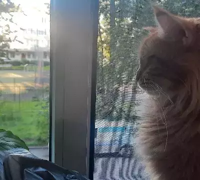 Кошки потеряшки, Санкт-Петербург, фото: Потеряшка кошка на Белградской, СПб, 1,5 года, Мэй кун, рыжая.