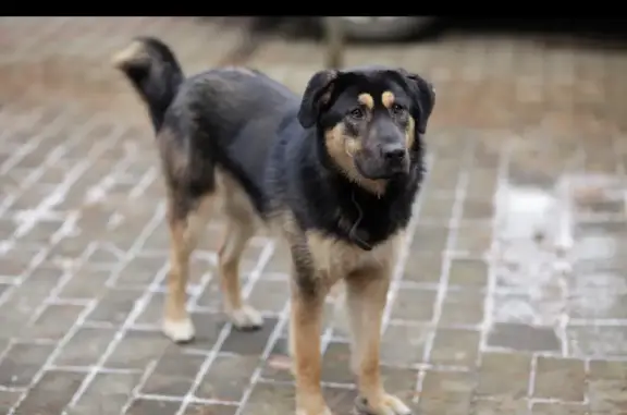 Пропала собака на Осеченской улице, Монгольская овчарка «банхар»