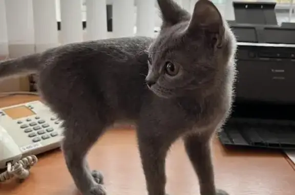 Найден котенок на Привокзальной улице в Катайске