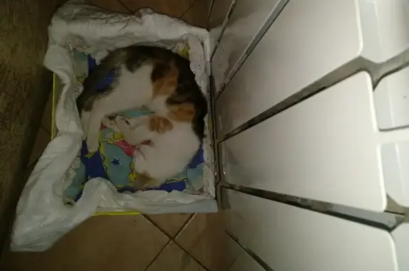Найдена кошка на ул. Крупской, 61В, Смоленск