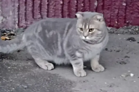 Найден кот на ул. Говорова, 52 в Томске