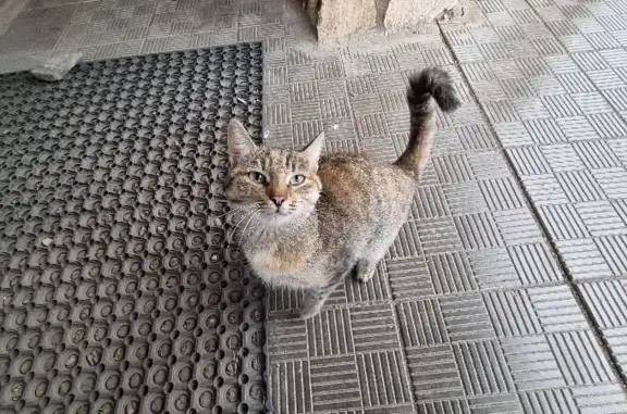 Найдена кошка на Яицкой улице, Оренбург