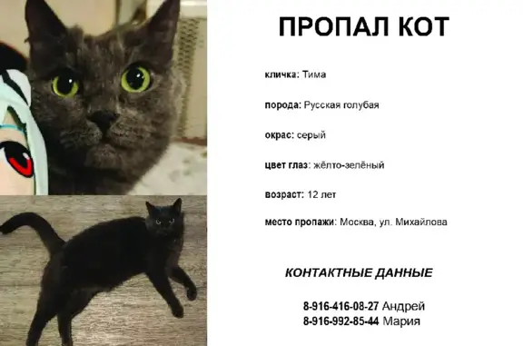 Кошки потеряшки, Москва, фото: Потеряшка кошка Тима на ул. Михайлова 22, Москва