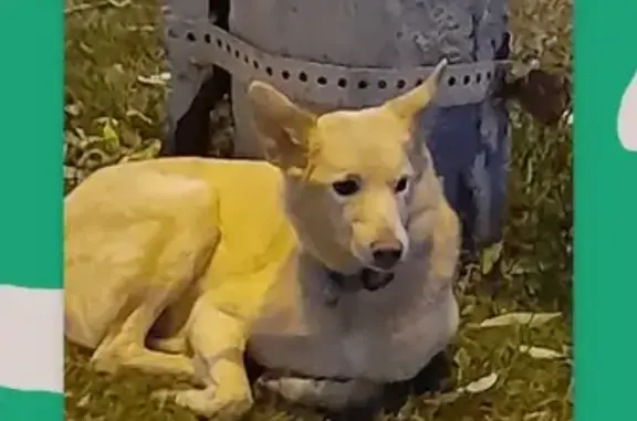 Найдена белая собака на Семафорной, Красноярск