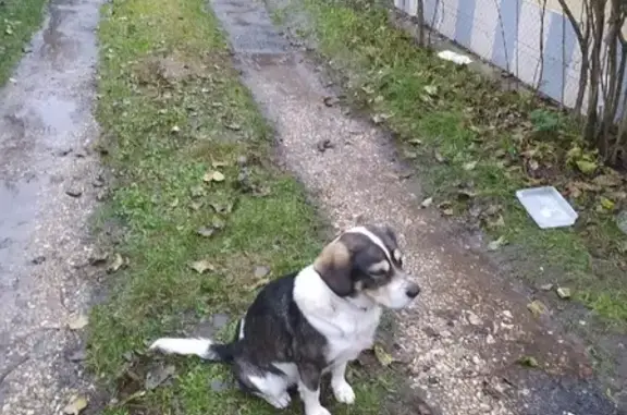 Найдена собака Арчи на ул. Вильямса, 1А, Пенза