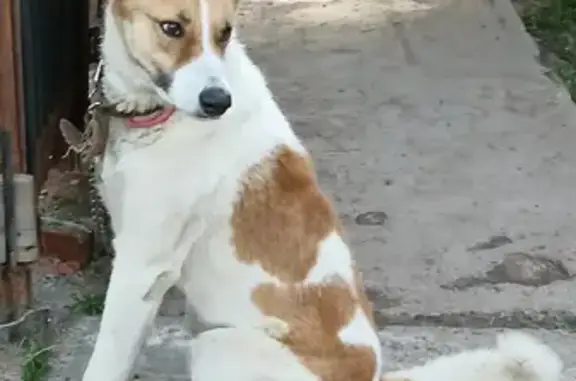 Пропала собака Макс, двухцветный рыжий и белый, Кордяжское сельское поселение.