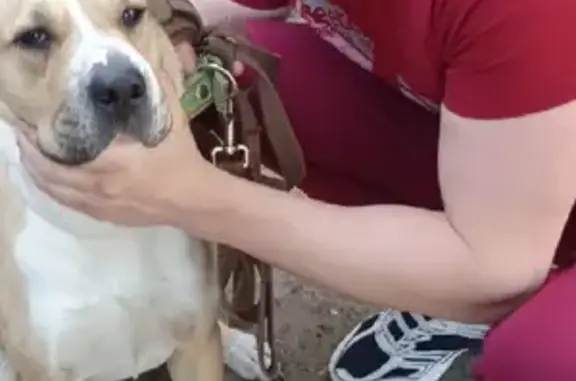 Потерянные животные Тверь, фото: Пропала собака Стаффордширский терьер в Твери, номер телефона на ошейнике