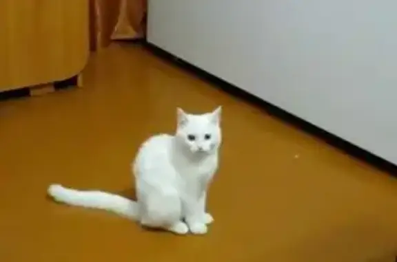 Кошки потеряшки, Аргаяшский район, фото: Потеряшка кошка Бастет на Черхнявского, 18