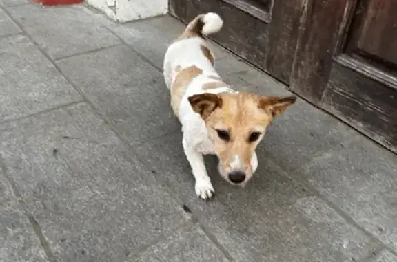 Собака Джек Рассел терьер найдена на улице Карла Маркса, 30А