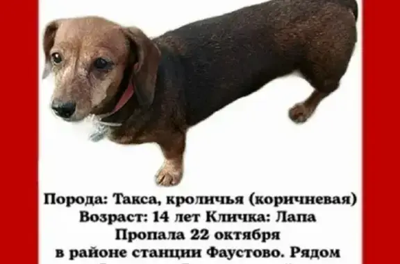 Пропала собака Такса в Фаустово-Zолотово, нужна помощь