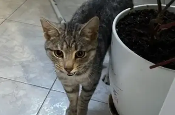 Найдена кошка на Тургенева, 15 в Волгограде