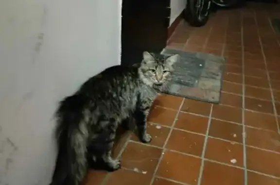 Пропала кошка в Москве, серо-черный окрас, полосатая.