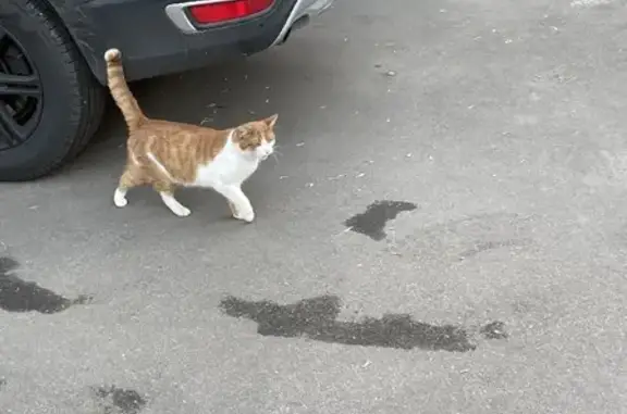 Найдена кошка на ул. Новокузнецкая 6 в Москве
