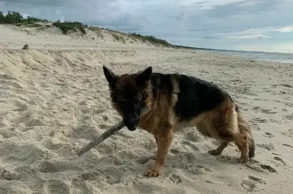 Собаки потеряшки, Калининград, фото: Потеряшка собака Ева на улице Репина, Калининград.
