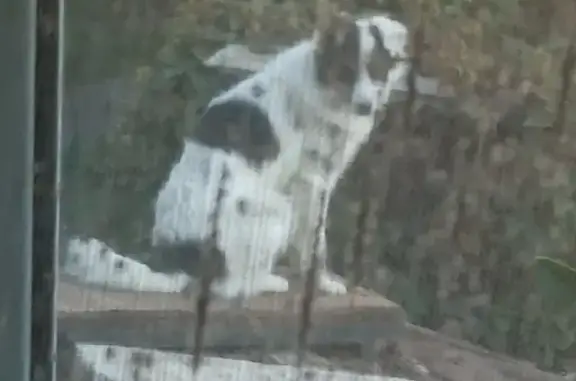 Пропала собака на улице Сафонова, 1, Донецк