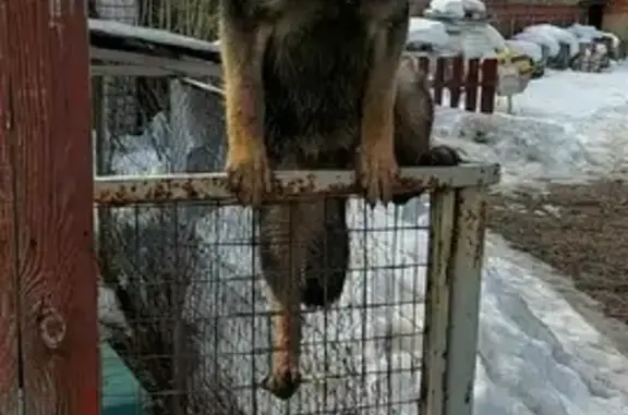 Потерянные животные Нижний Новгород, фото: Пропала собака Чара в Ленинском районе, Нижний Новгород