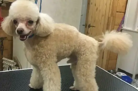 Собаки потеряшки, Санкт-Петербург, фото: Потеряшка карликовый пудель на Тимуровской улице