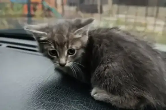 Найдена серенькая кошка с укороченным хвостиком на Рабочем проспекте