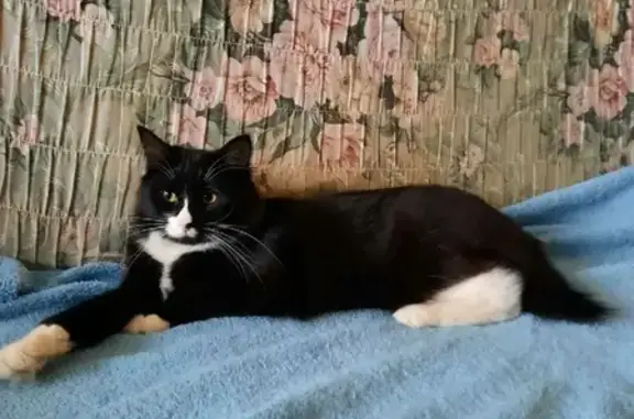 Кошки потеряшки, Ярославль, фото: Потеряшка крупная кошка на улице Гоголя, 19 в Ярославле.